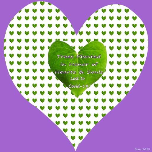 heart leaf trees planted